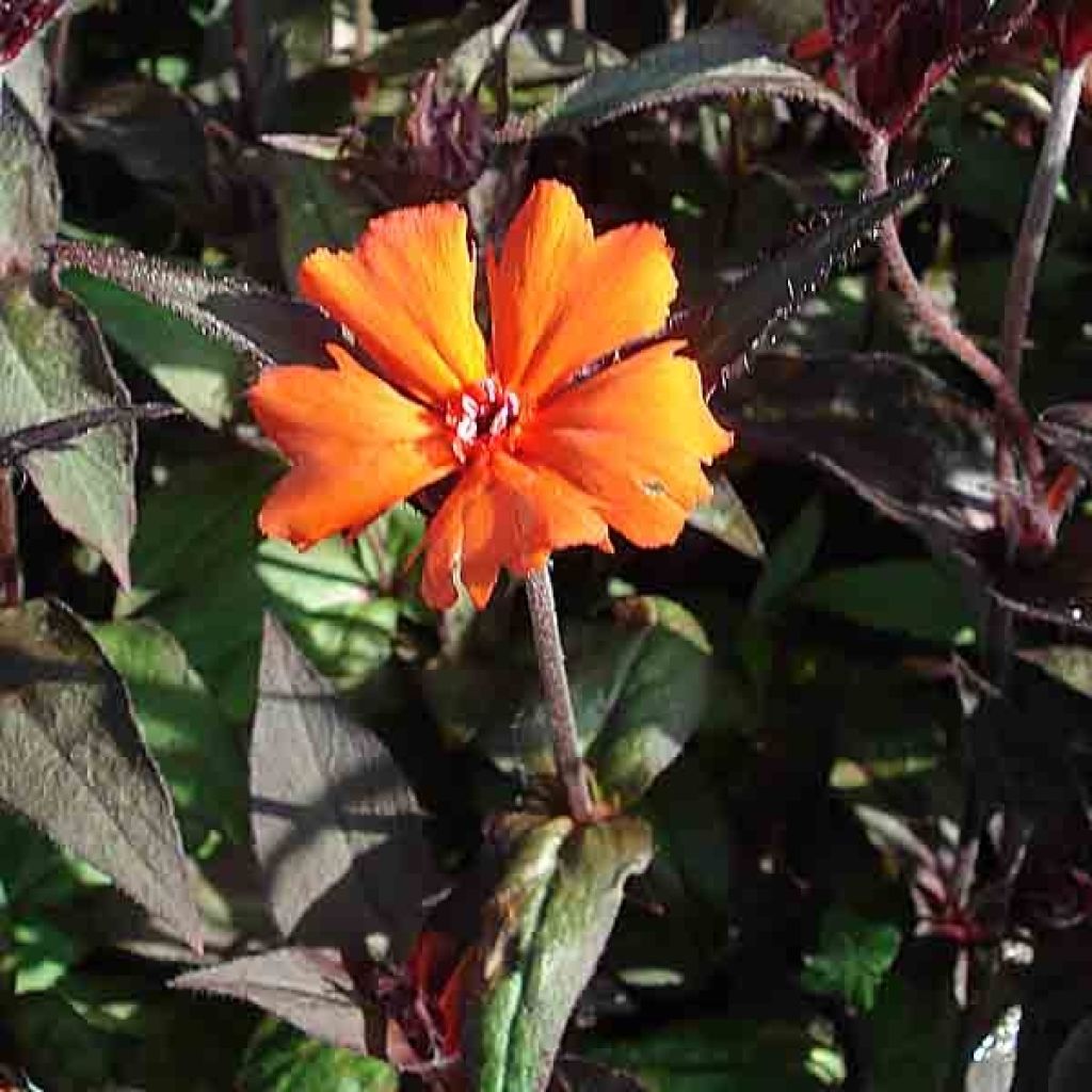 Lychnis x arkwrightii Vesuvius