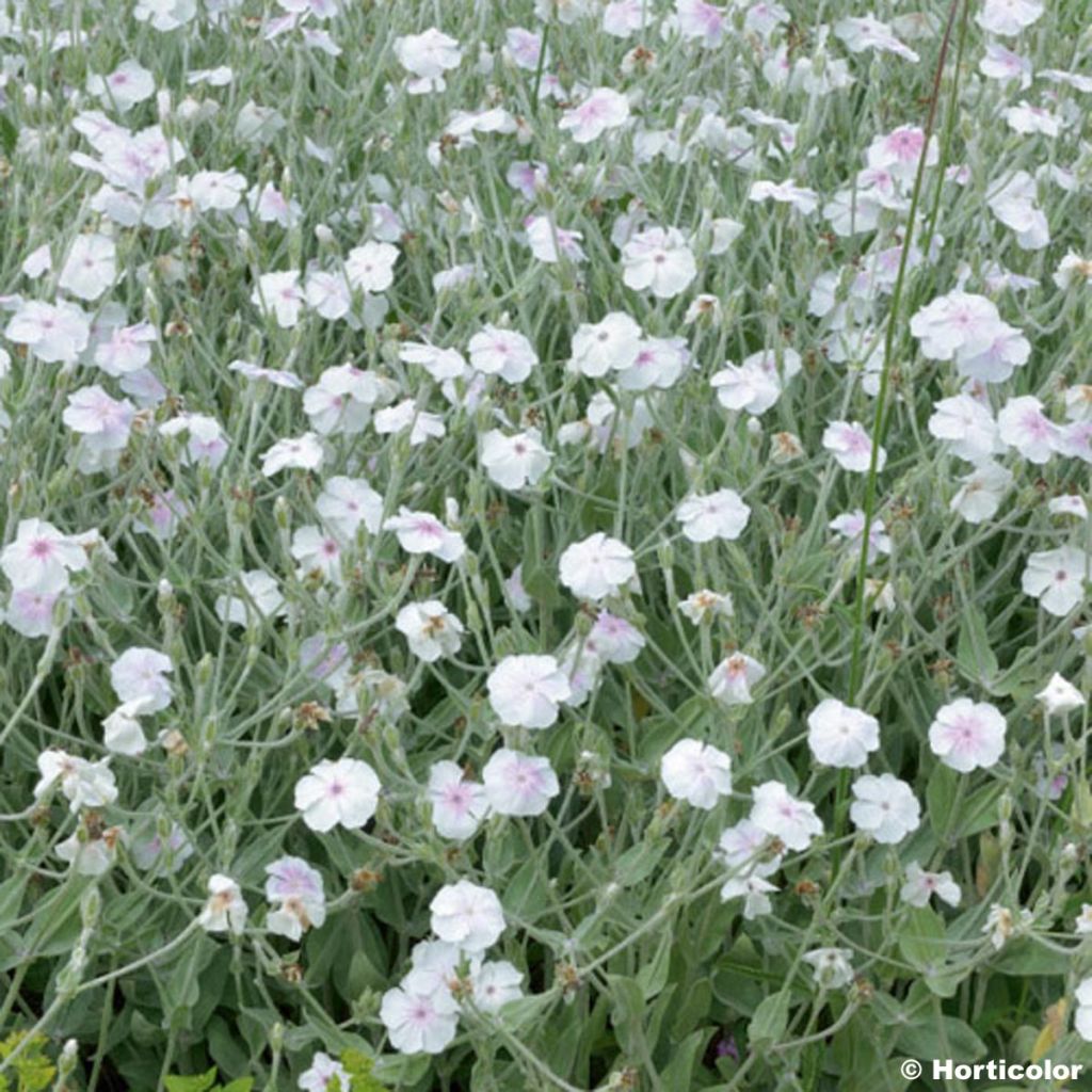 Lychnis coronaria Alba