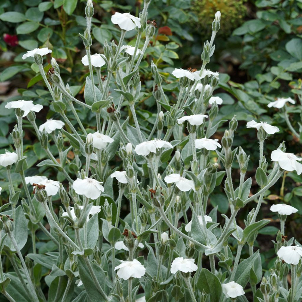 Lychnis coronaria Alba