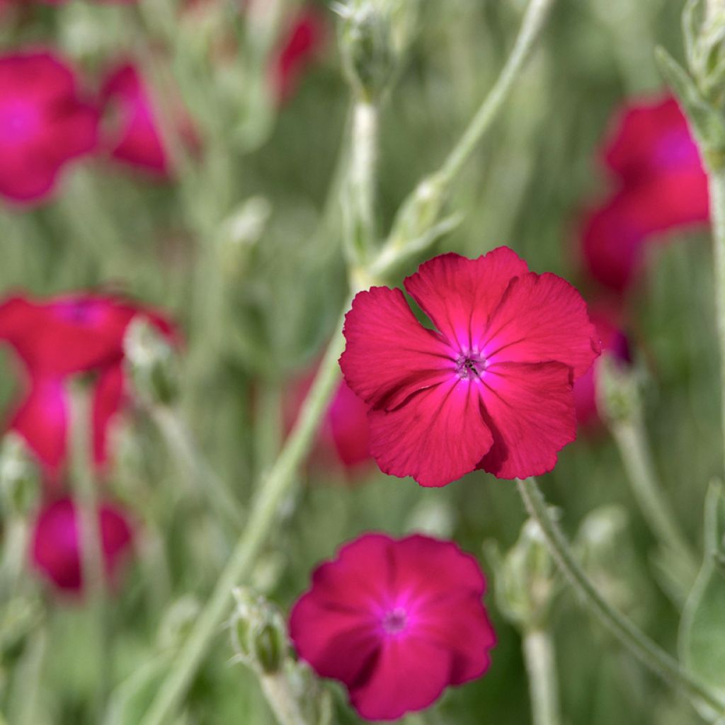 Lychnis coronaria Atrosanguinea