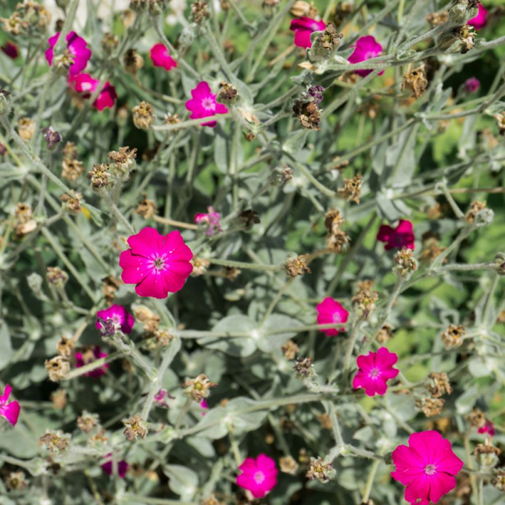 Lychnis coronaria Atrosanguinea
