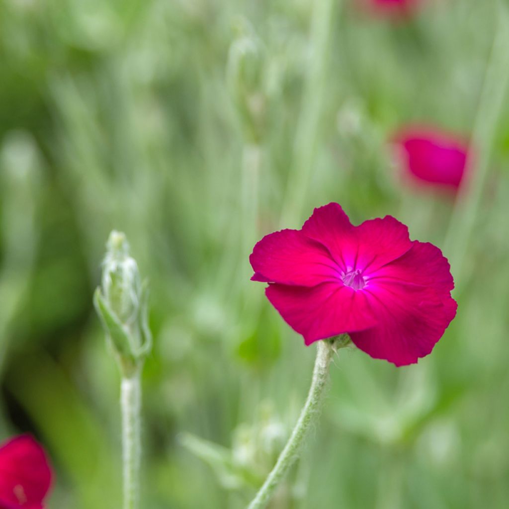 Lychnis coronaria Atrosanguinea