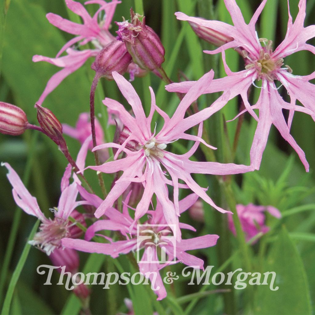 Lychnis flos-cuculi - Ragged Robin seeds