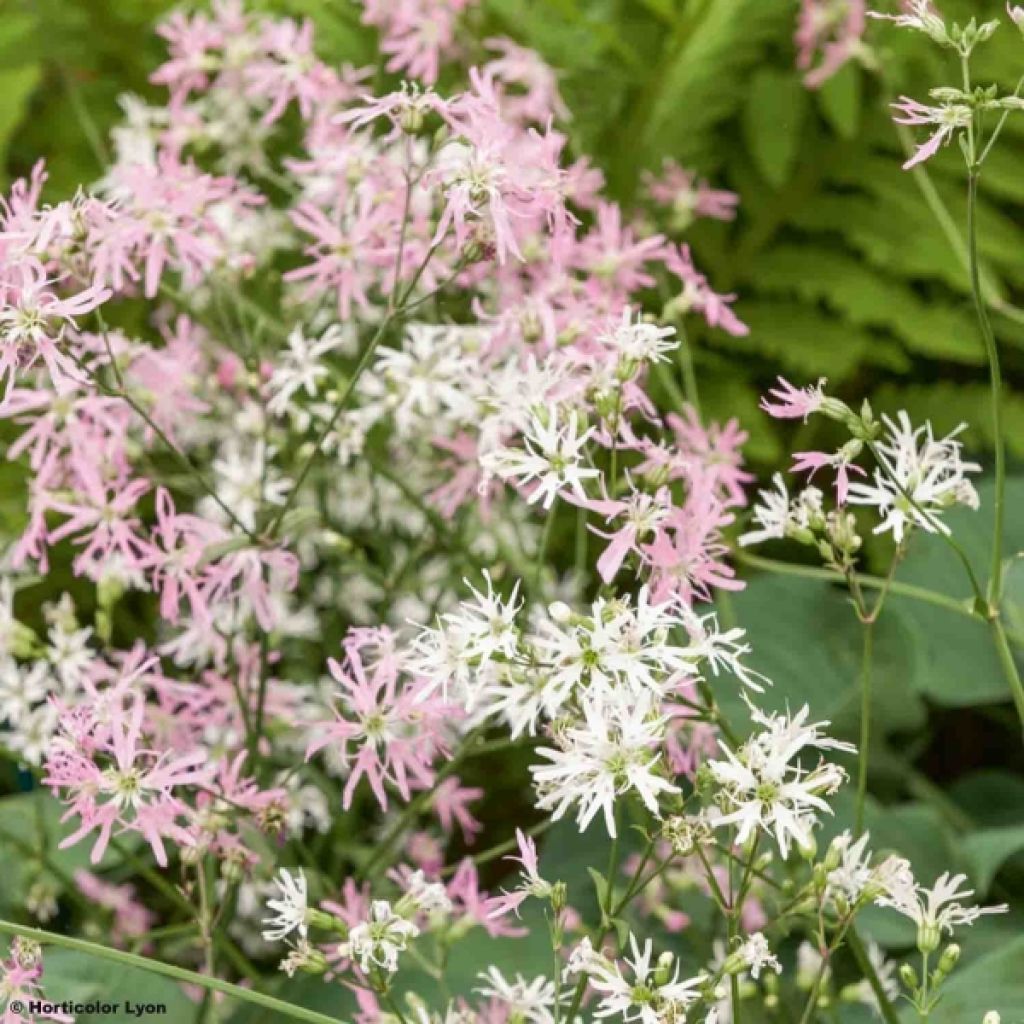 Lychnis flos-cuculi