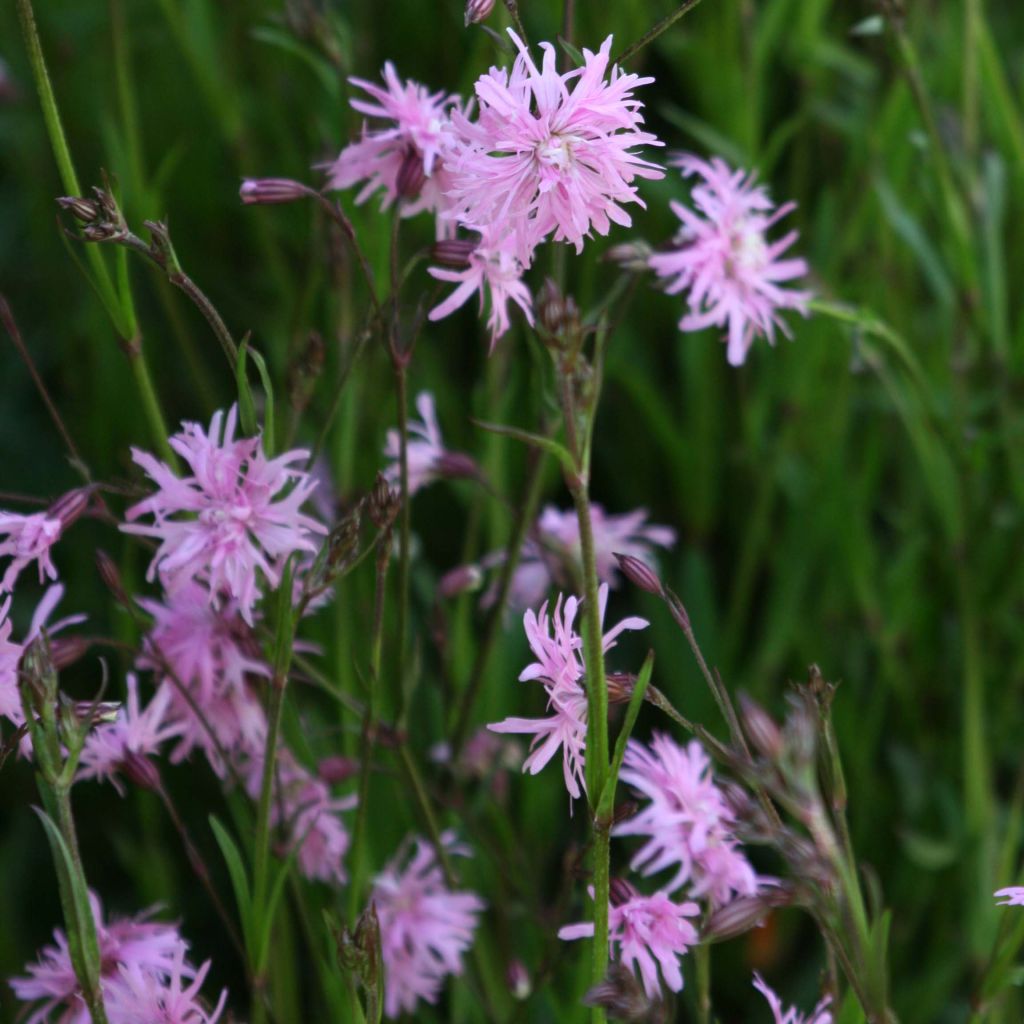 Lychnis flos-cuculi Jenny