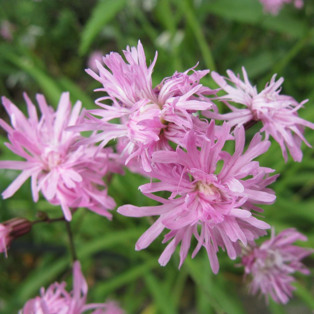 Lychnis flos-cuculi Jenny