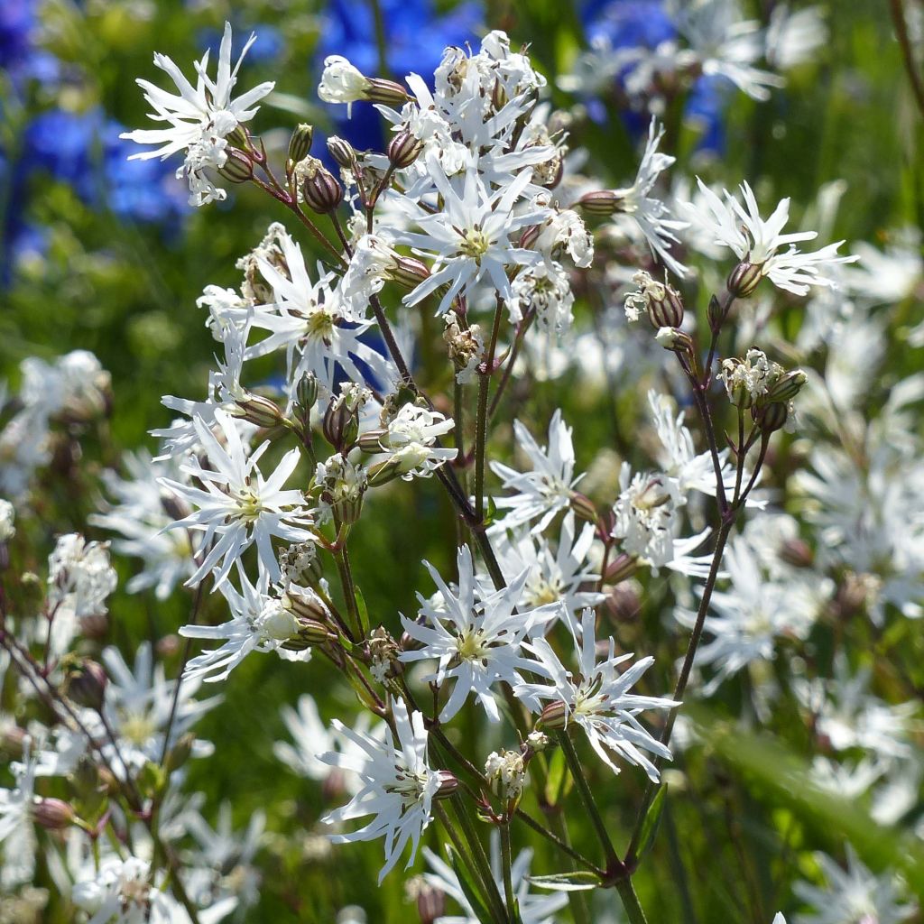 Lychnis flos-cuculi White Robin