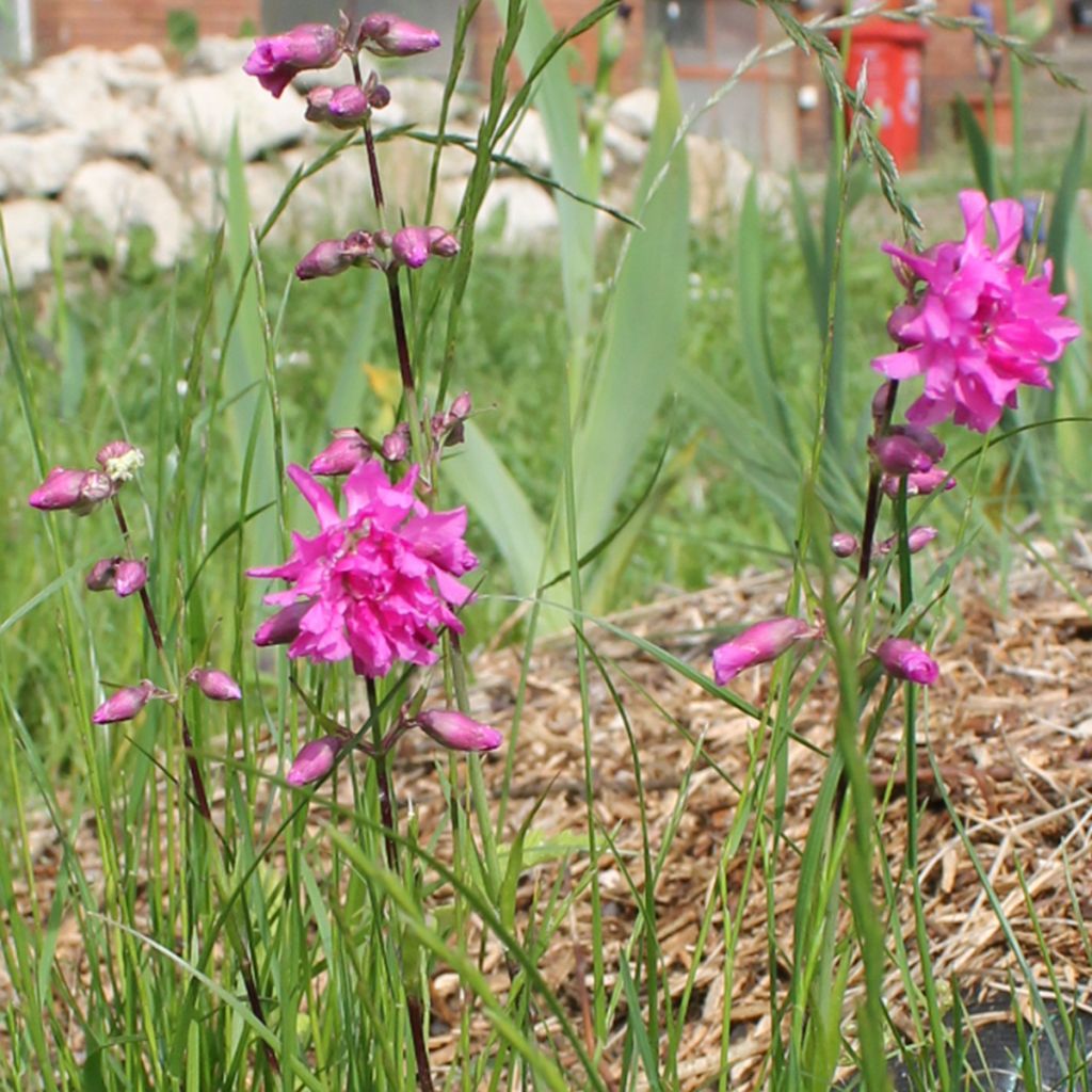 Lychnis viscaria Plena