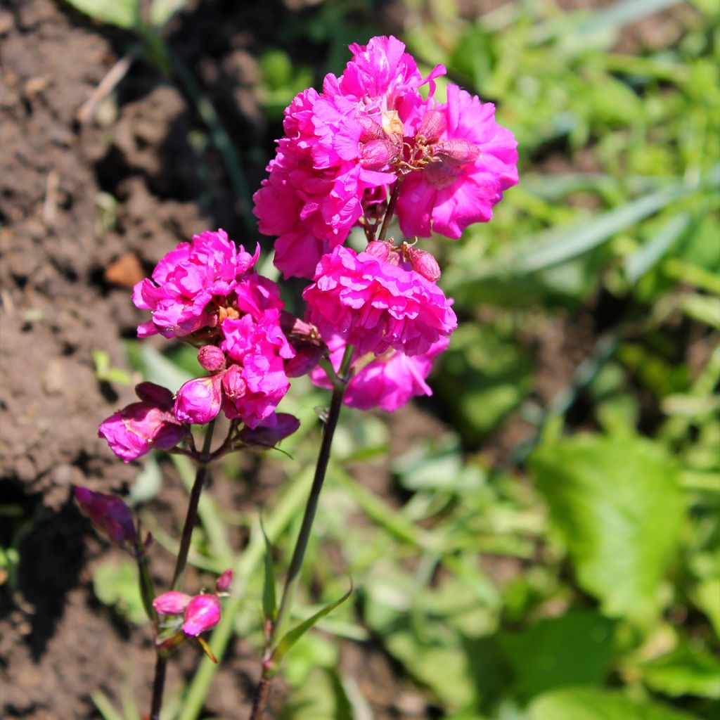 Lychnis viscaria Plena