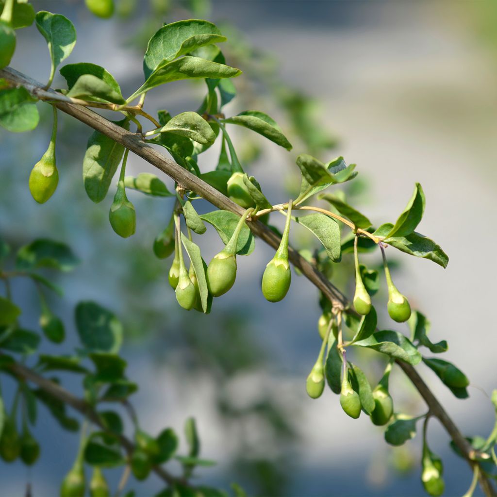 Lycium chinensis - Chinese Goji