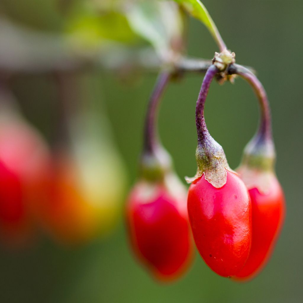 Lycium chinensis - Chinese Goji