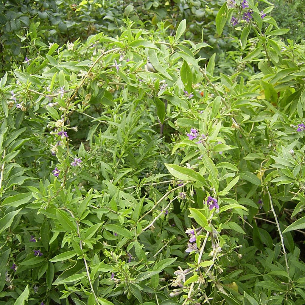 Lycium barbarum