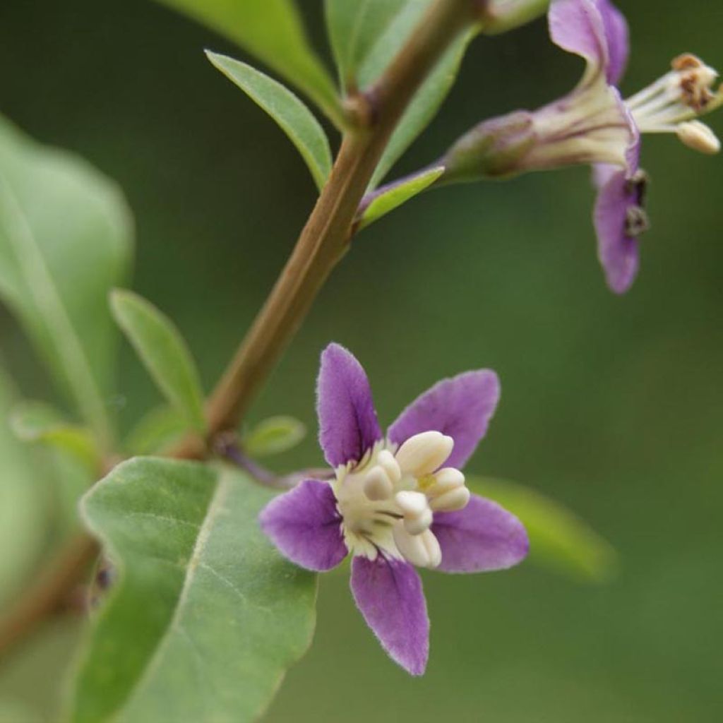 Lycium barbarum