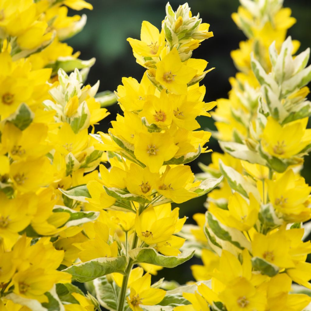 Lysimachia punctata Variegata - variegated loosestrife