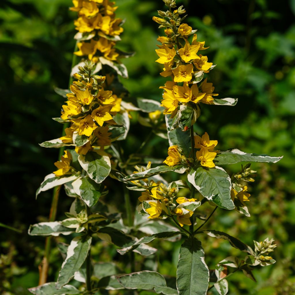 Lysimachia punctata Variegata - variegated loosestrife