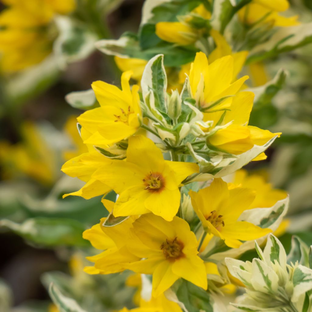 Lysimachia punctata Variegata - variegated loosestrife