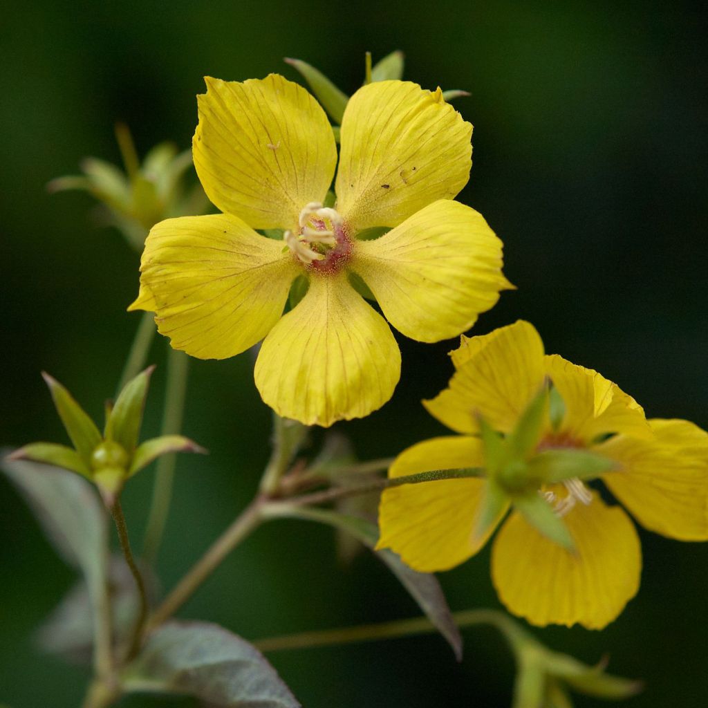 Lysimachia ciliata Firecracker - Loosestrife