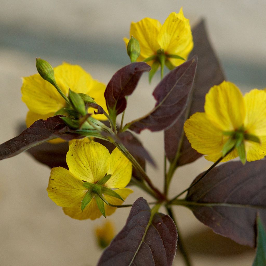 Lysimachia ciliata Firecracker - Loosestrife