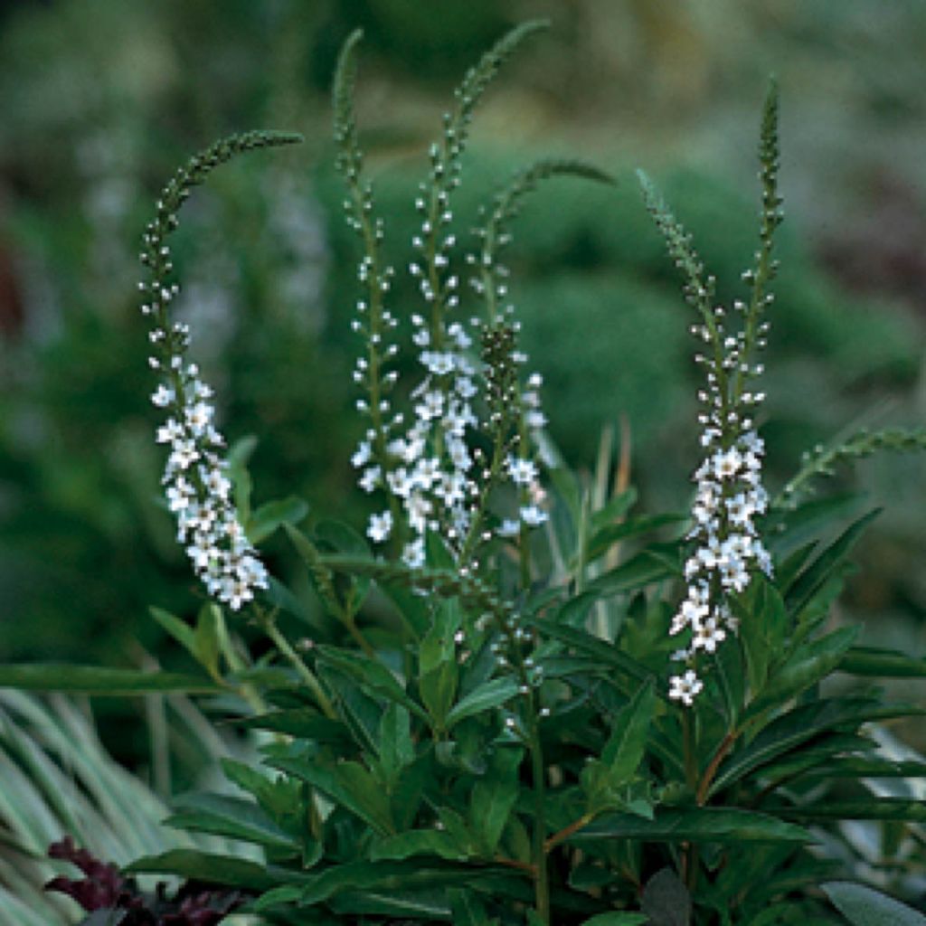 Lysimachia fortunei - Loosestrife