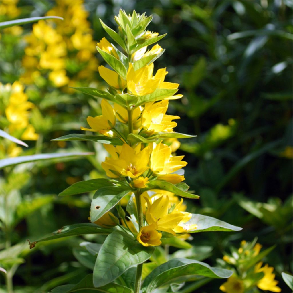 Lysimachia lichiangensis - Loosestrife