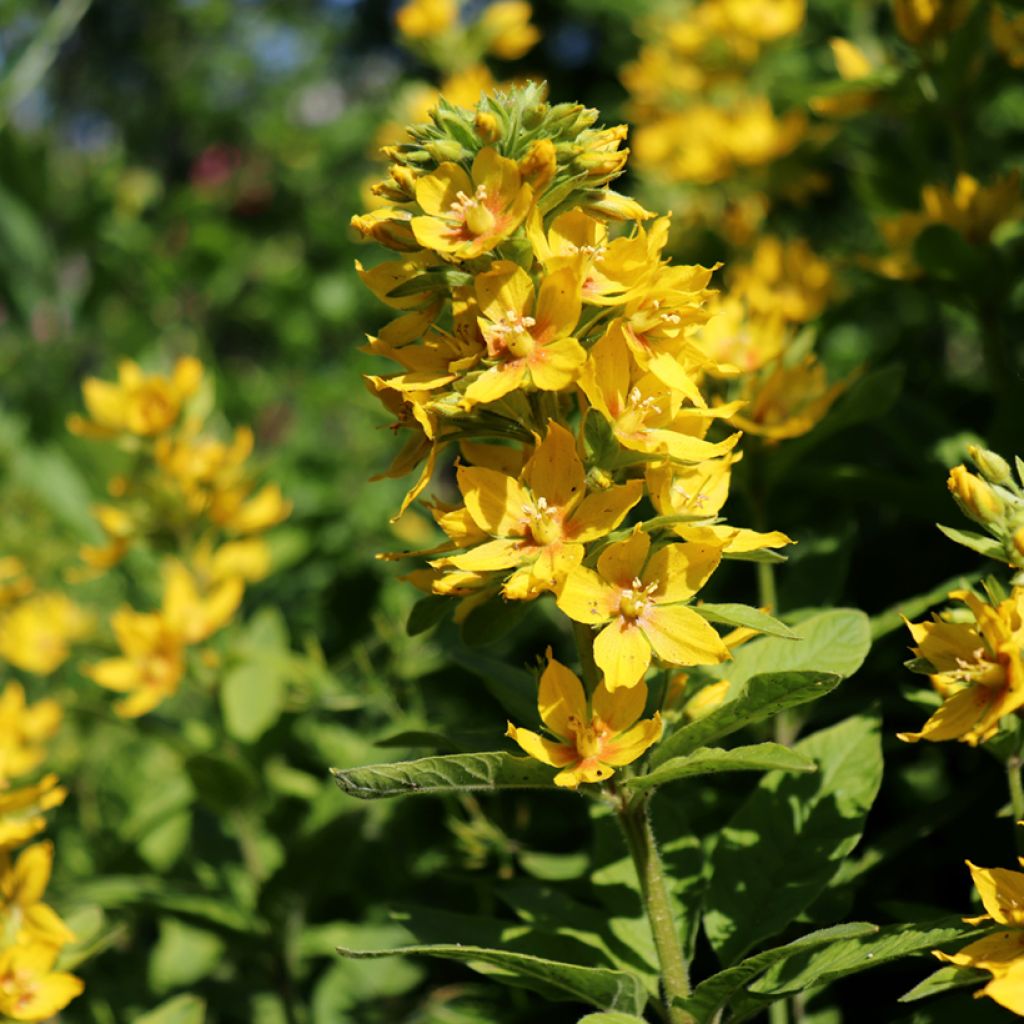Lysimachia lichiangensis - Loosestrife