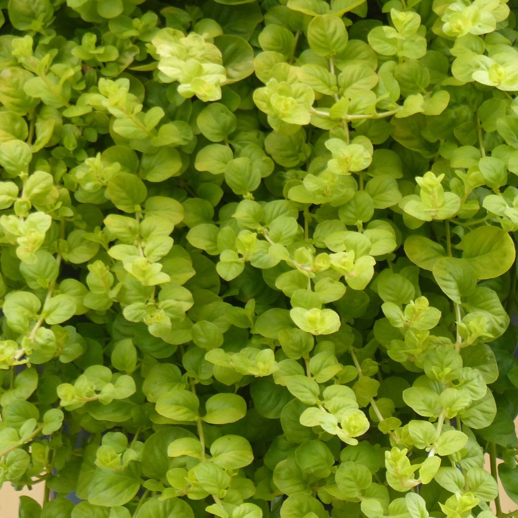 Lysimachia nummularia Goldilocks - Creeping Jenny