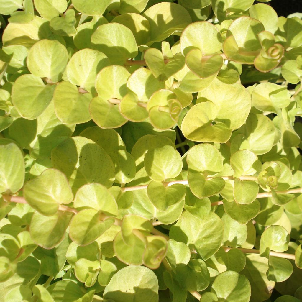 Lysimachia nummularia Aurea - Creeping Jenny