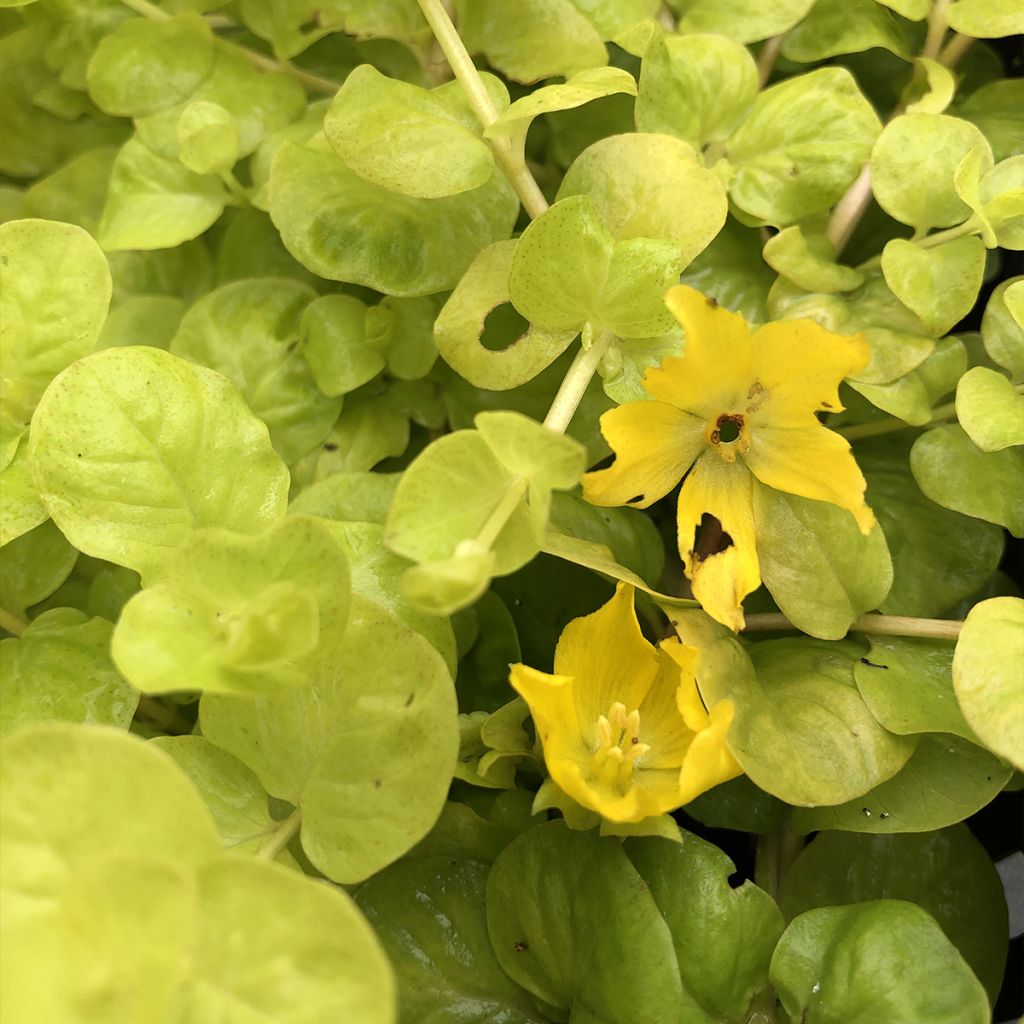 Lysimachia nummularia Aurea - Creeping Jenny