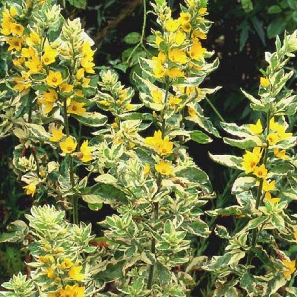 Lysimachia punctata Alexander - Loosestrife