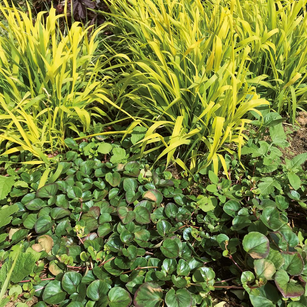 Lysimachia christinae Sunburst - Hillysun, creeping lysimachia