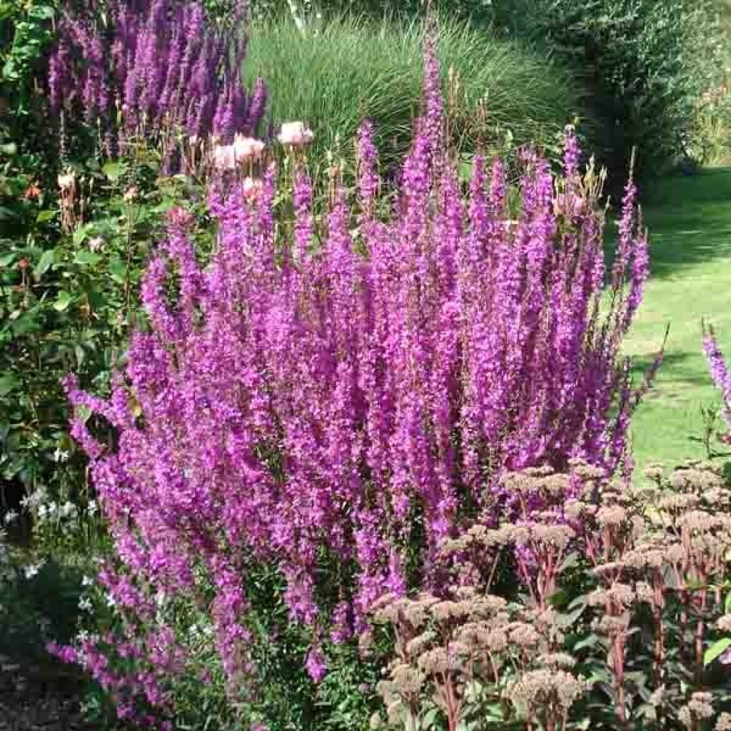 Lythrum salicaria
