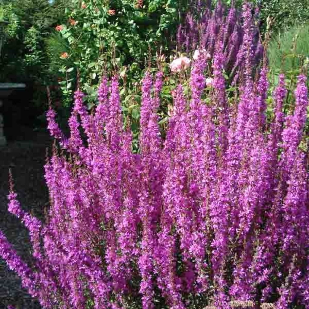 Lythrum salicaria