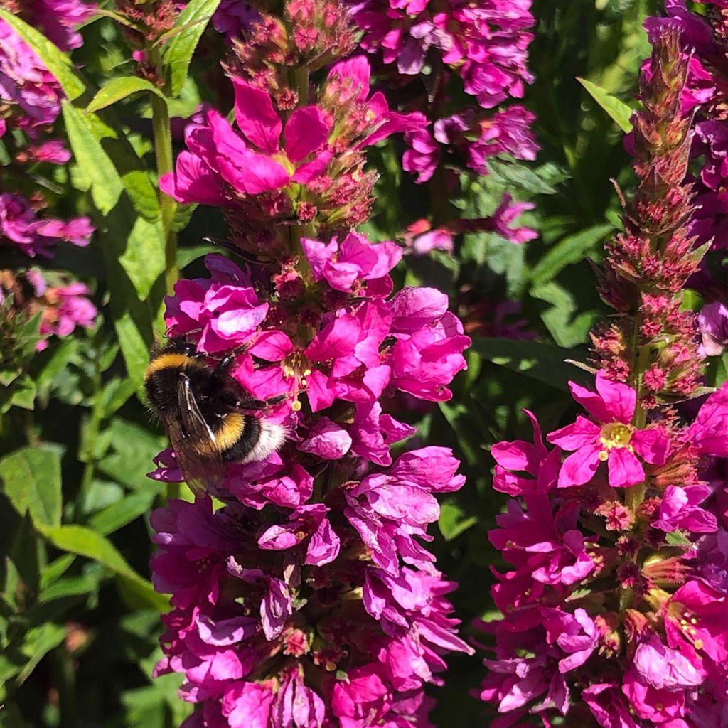 Lythrum salicaria Robert