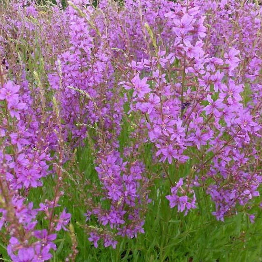 Lythrum salicaria Swirl