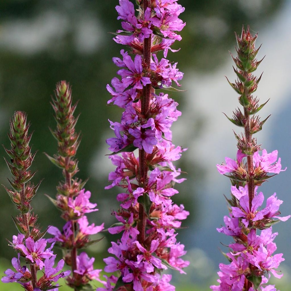 Lythrum salicaria The Beacon