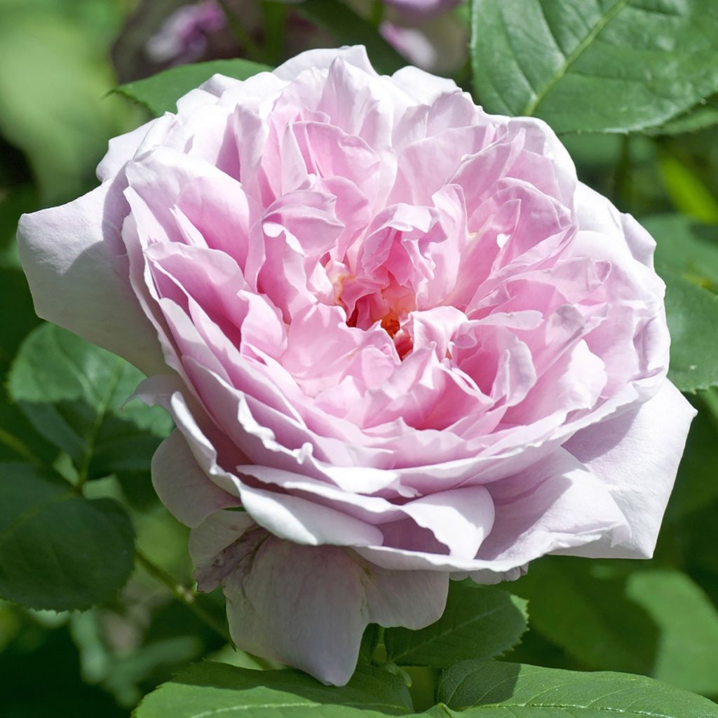 Rosa Mary Rose - English Shrub Rose
