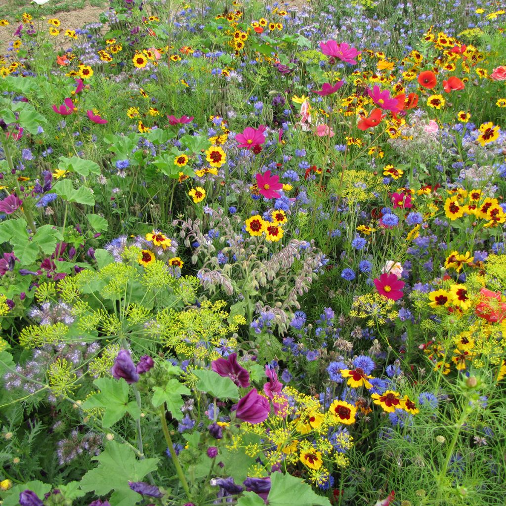 Bees and Butterflies perennial nectar-rich flower seed mix
