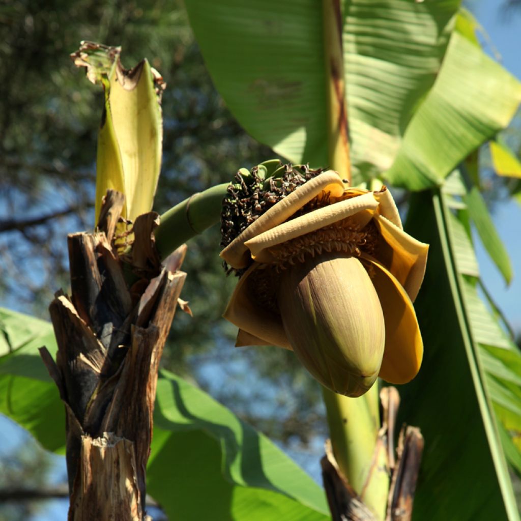Musa paradisiaca Dwarf Orinoco