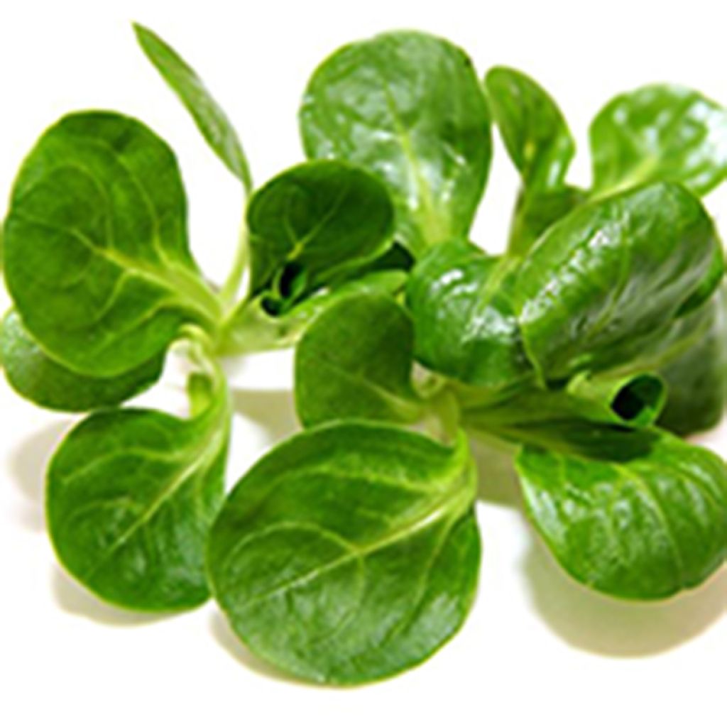 Lambs Lettuce Elan - Ferme de Sainte Marthe Seeds