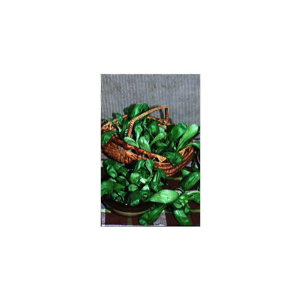 Lambs Lettuce Verte à Coeur Plein - Corn Salad