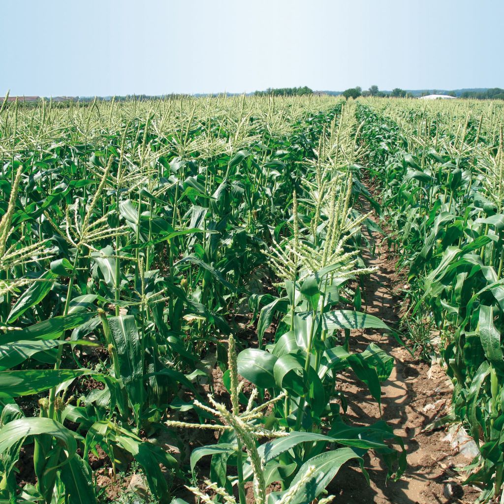 Bimbo F1 Sweetcorn Seedlings