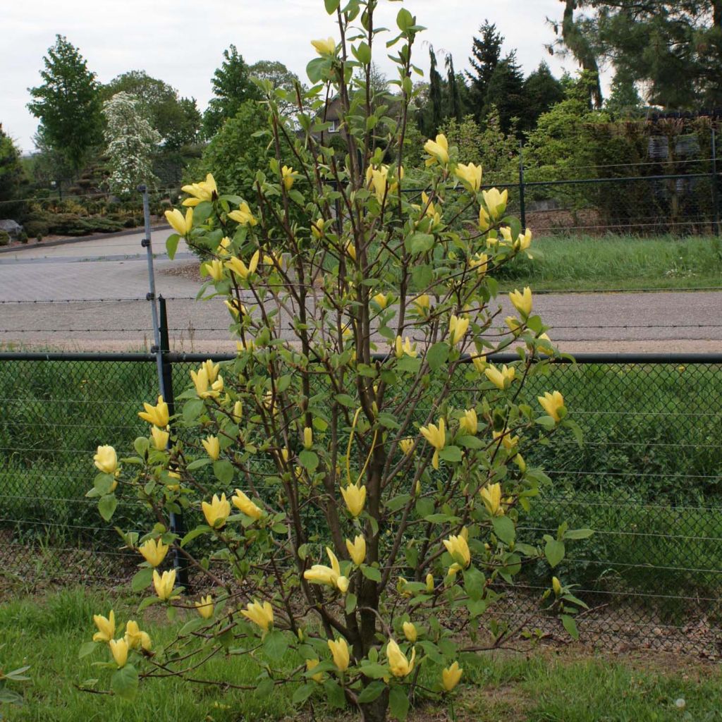Magnolia  acuminata Daphne