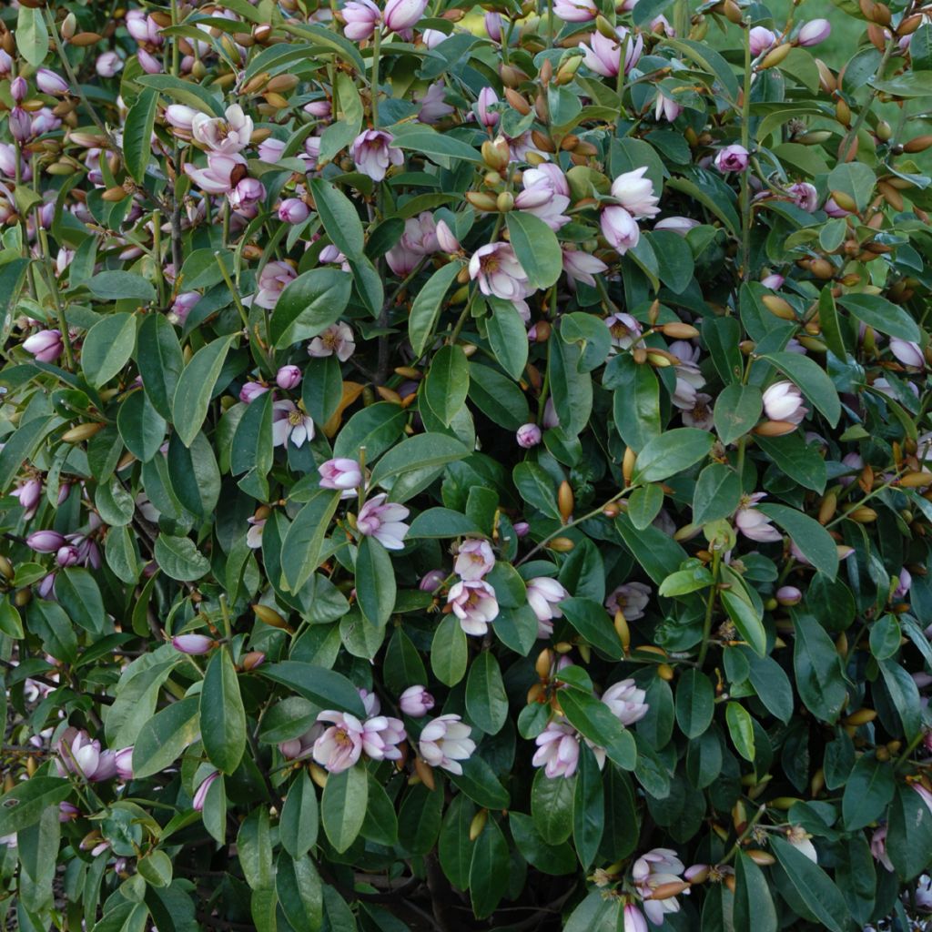 Magnolia Fairy Blush - Michelia hybrid