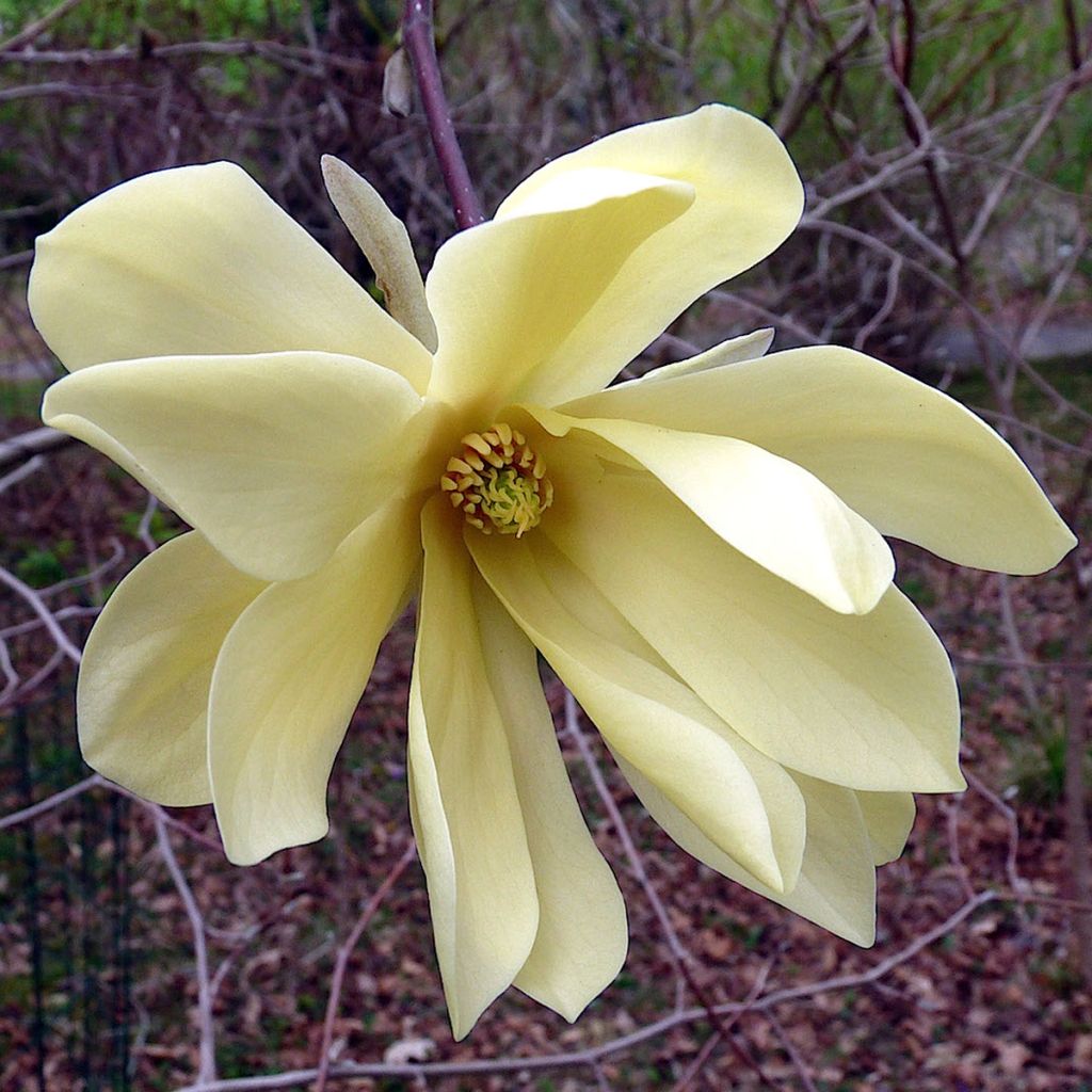 Magnolia stellata Gold Star
