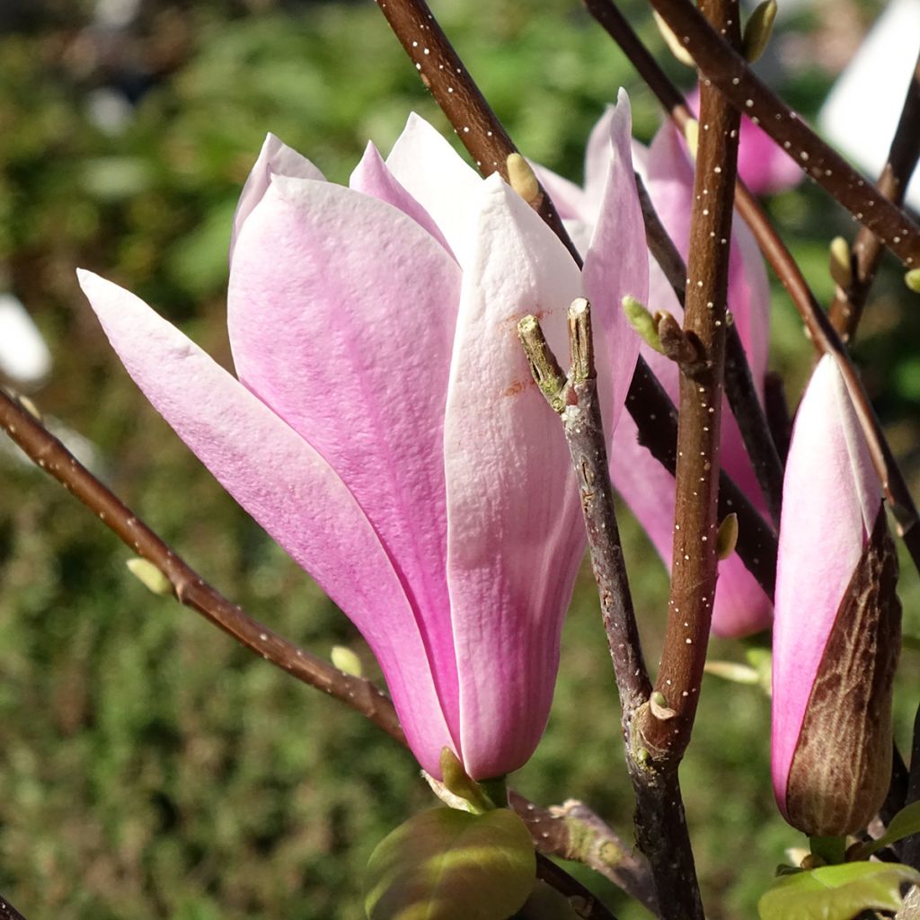 Magnolia  soulangeana Andre Leroy