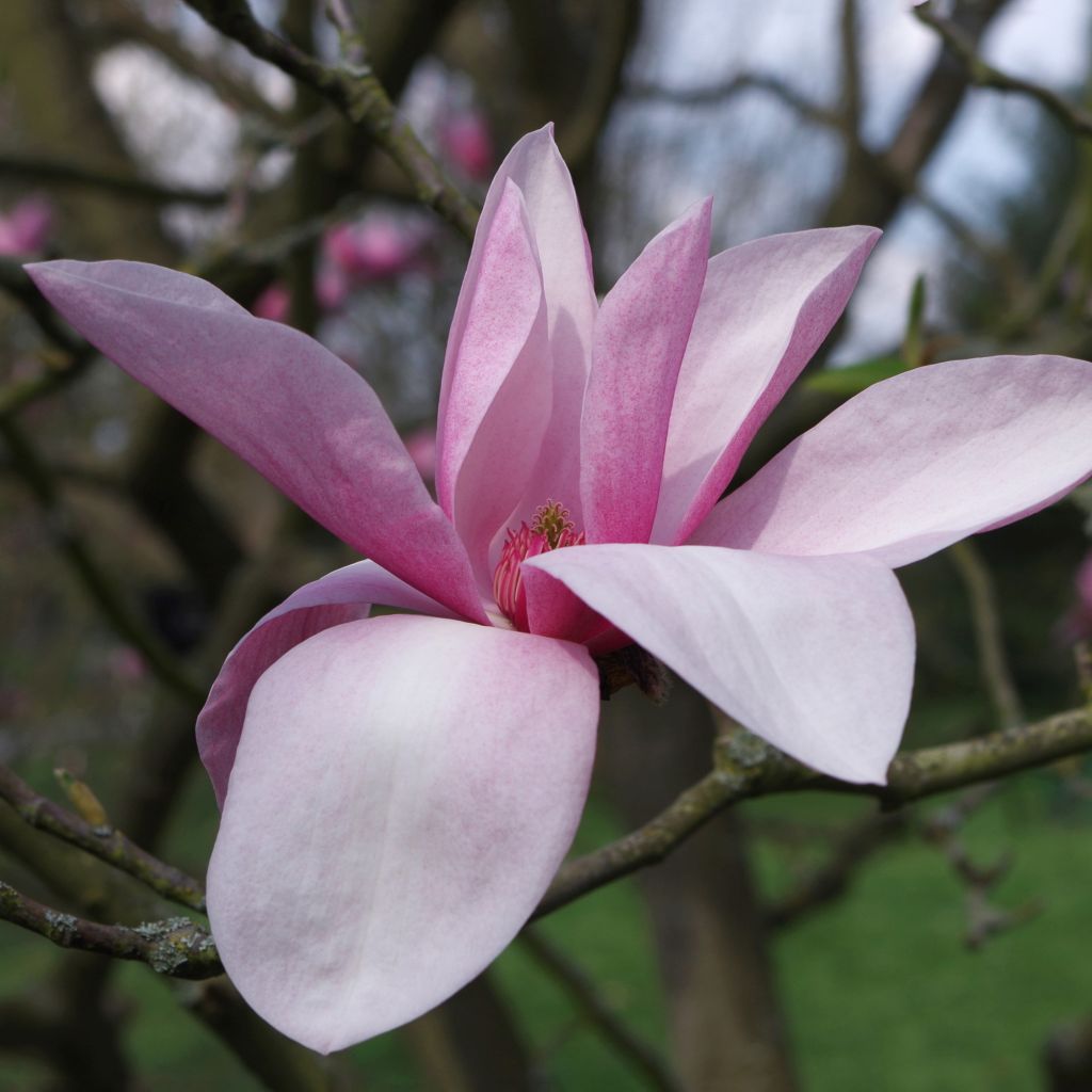 Magnolia Star Wars