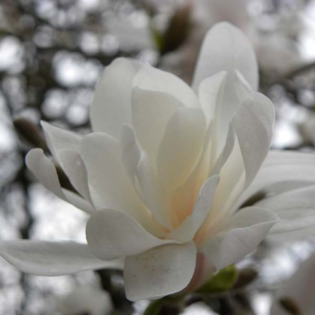 Magnolia stellata