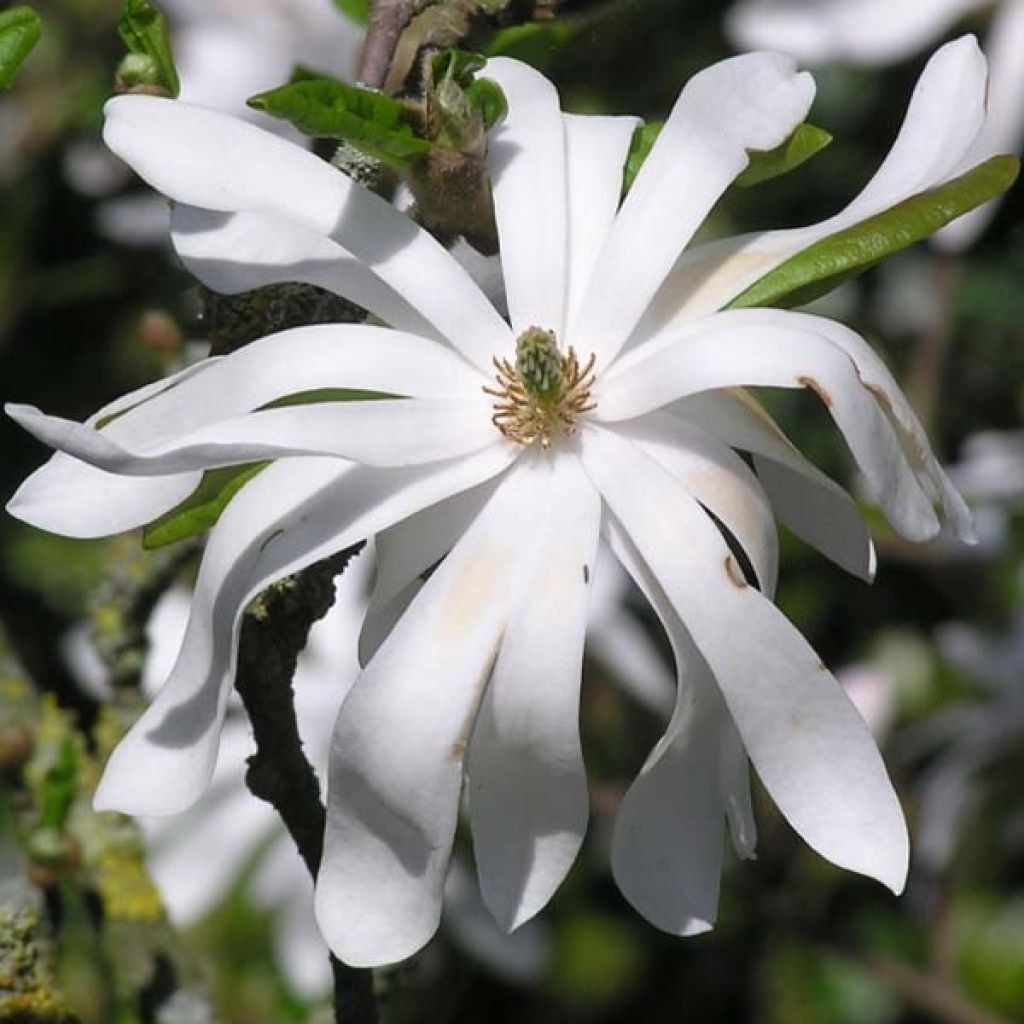 Magnolia stellata
