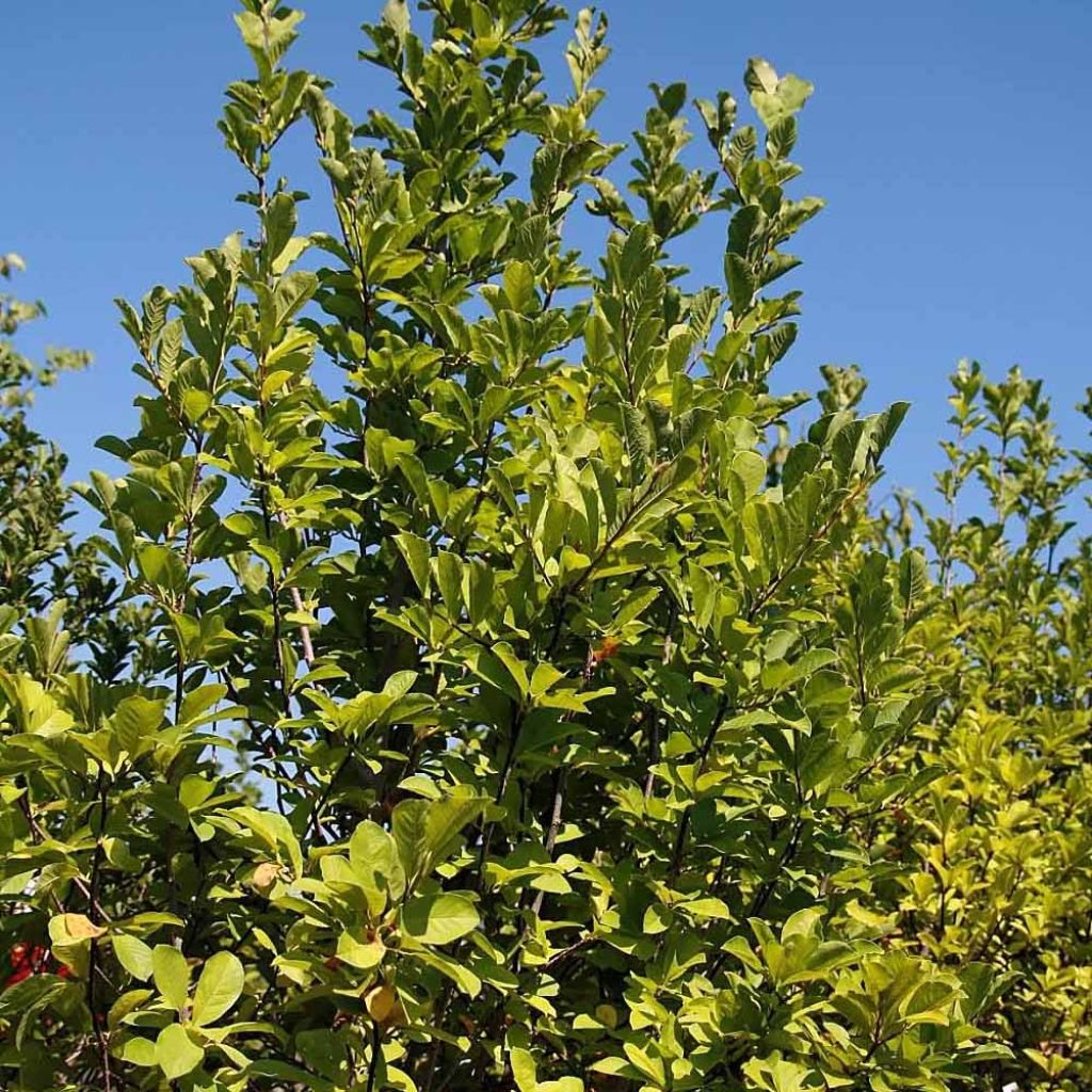 Magnolia acuminata Butterflies