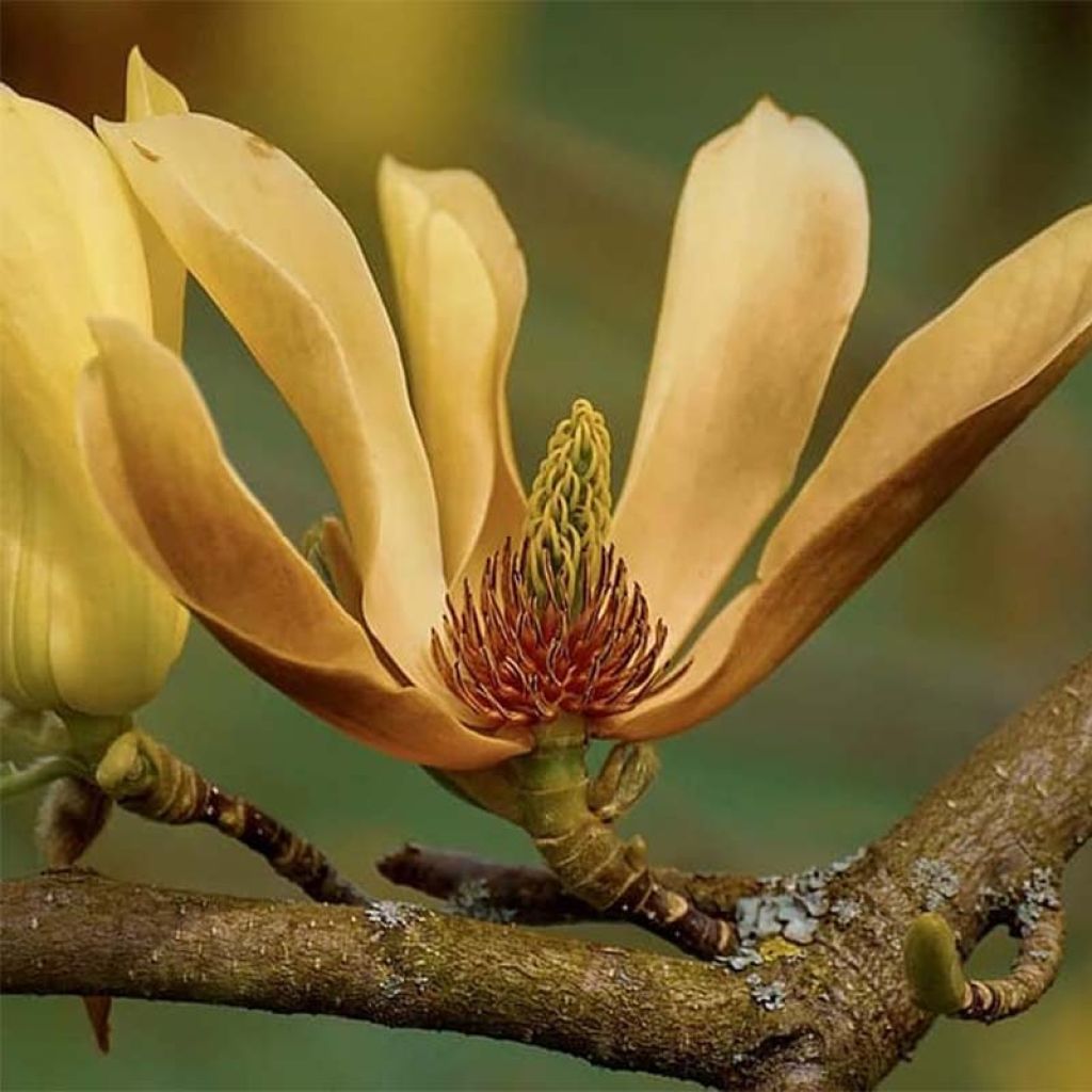 Magnolia acuminata Butterflies